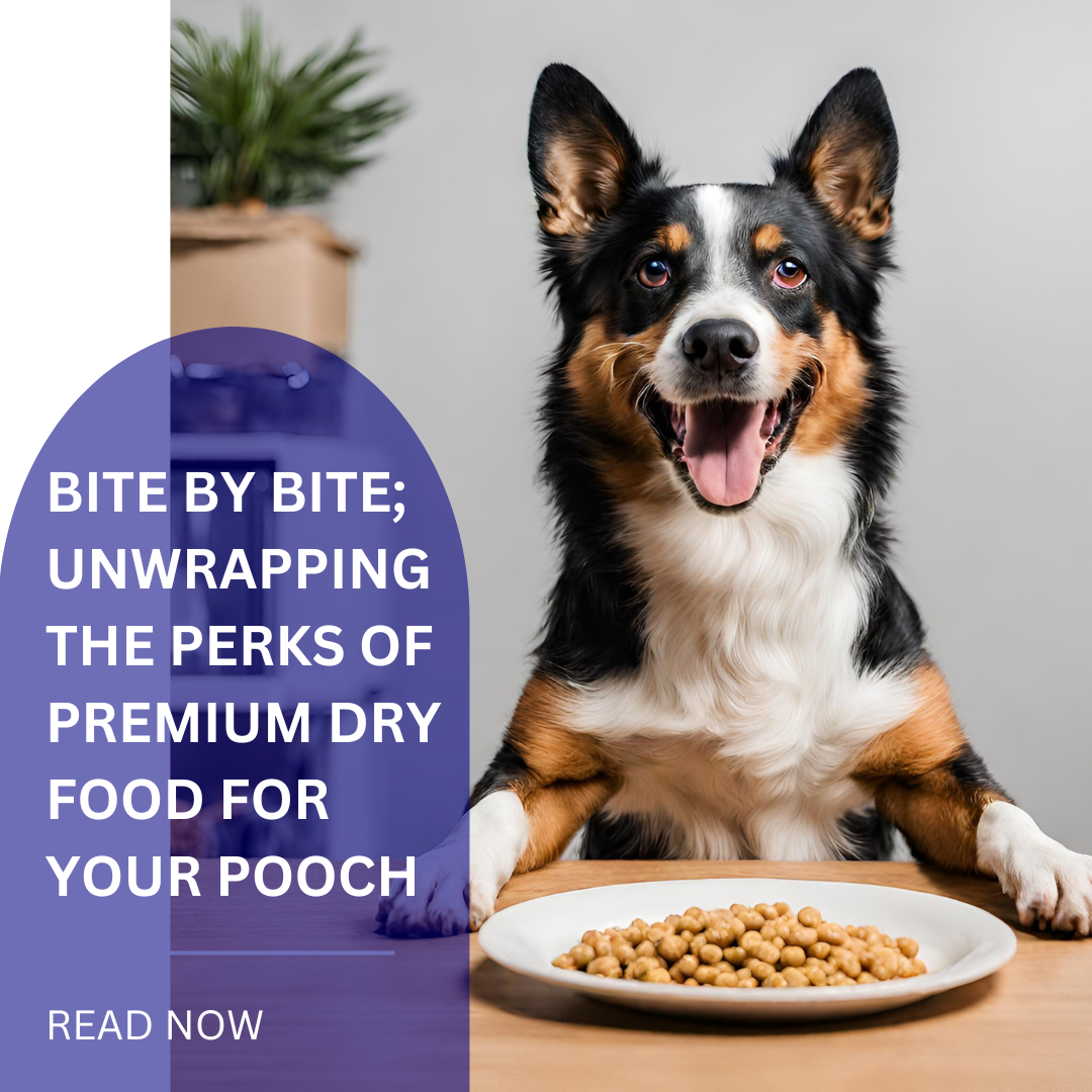 The Perks of Premium Dry Food for Your Pooch