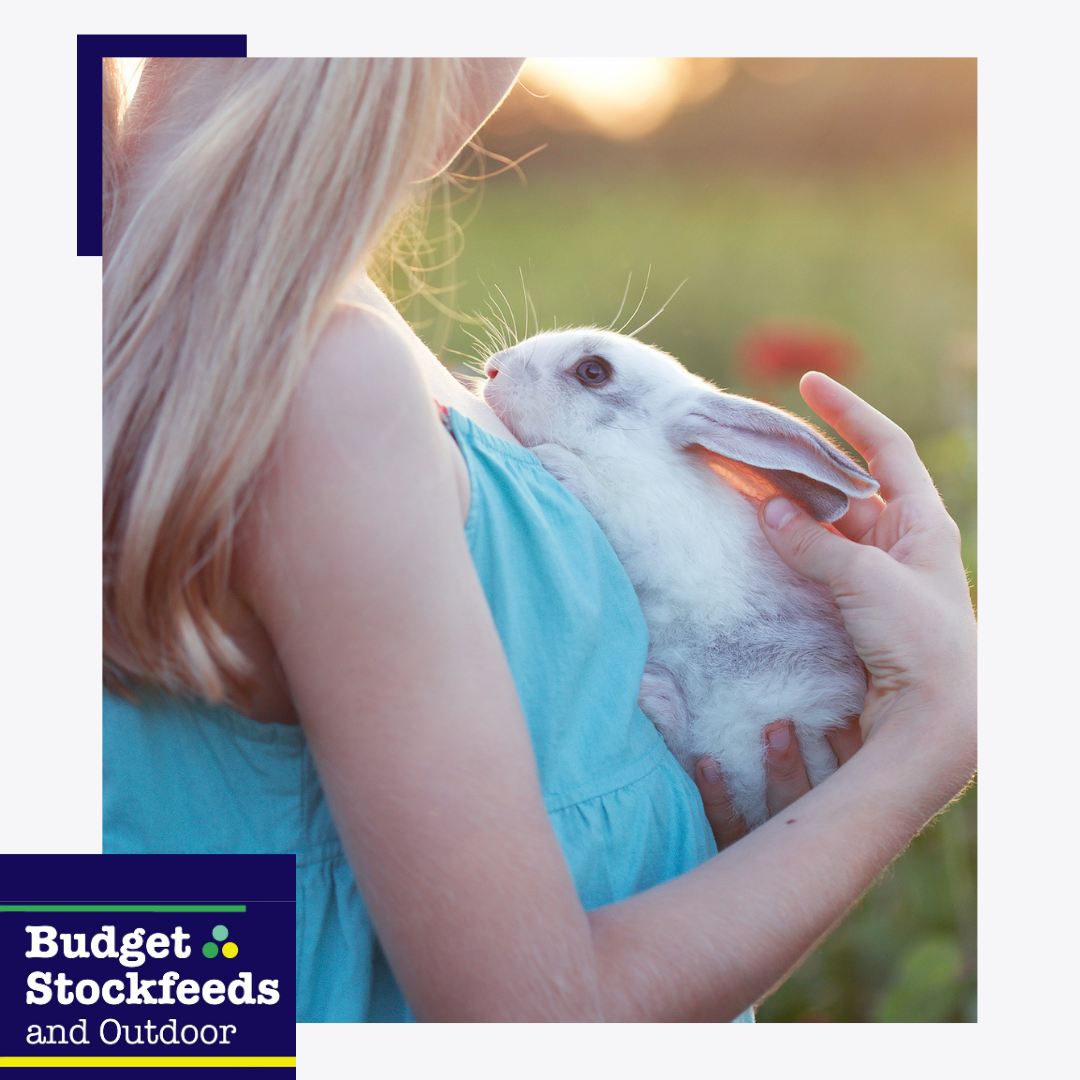 Hoppy Habits: Nurturing Your Bunny Companion with Expert Rabbit Care