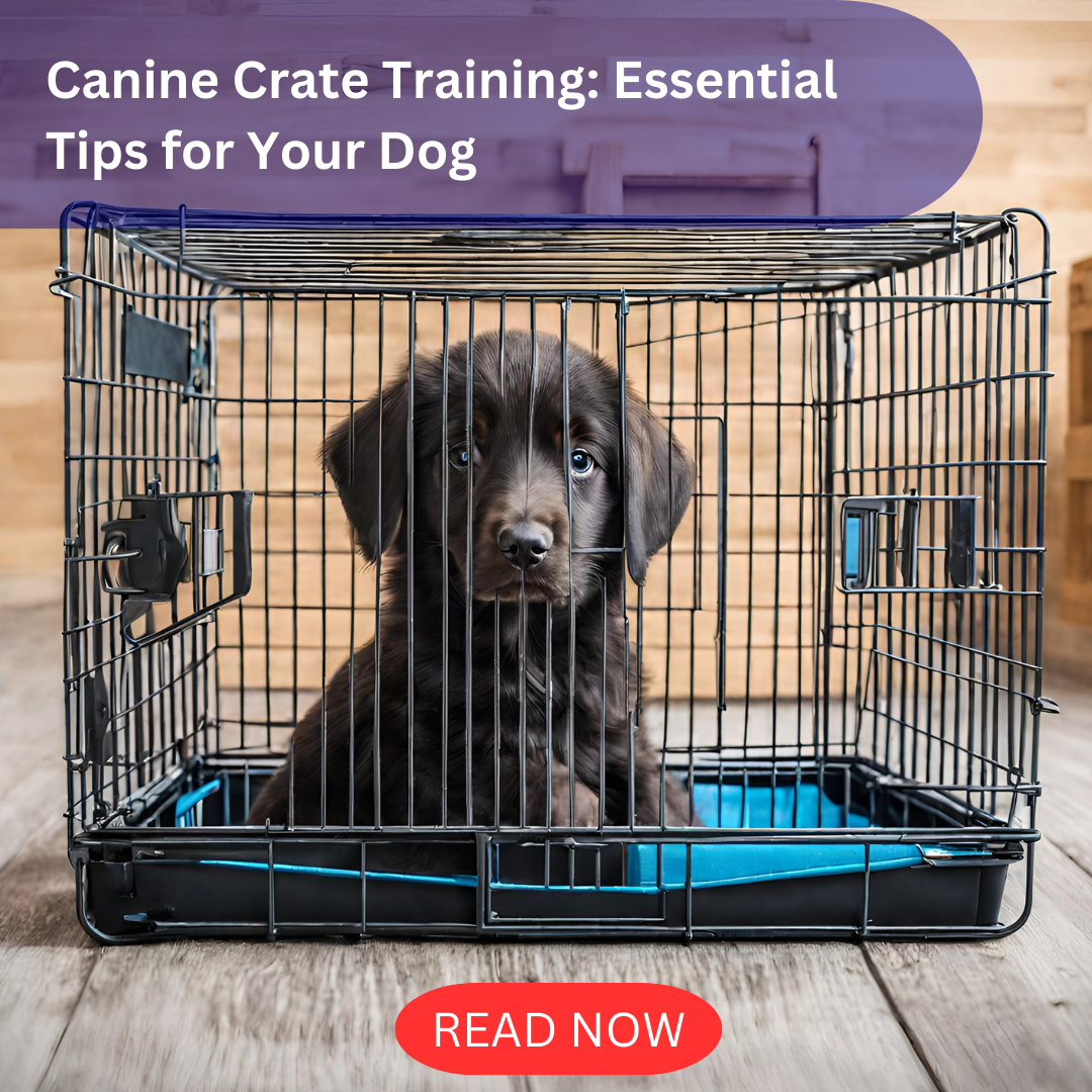 Canine Crate Training: Essential Tips for Your Dog