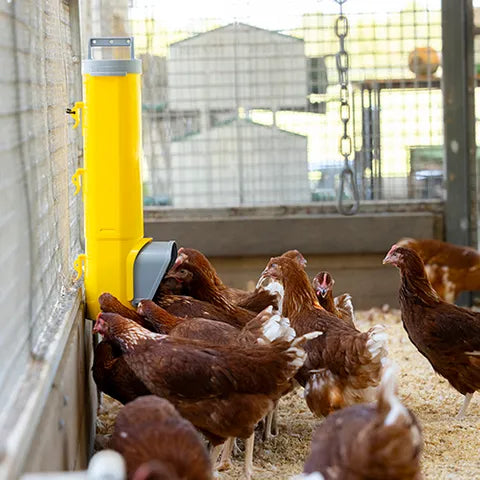 Bainbridge Chook Tower