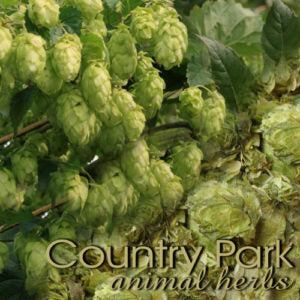 Hop Flowers