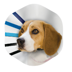 Kong EZ Collar Clear