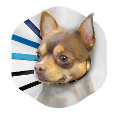 Kong EZ Collar Clear
