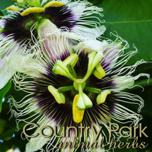 Passionflower Herb Cut