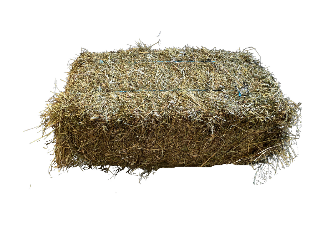 Northern Grass Hay
