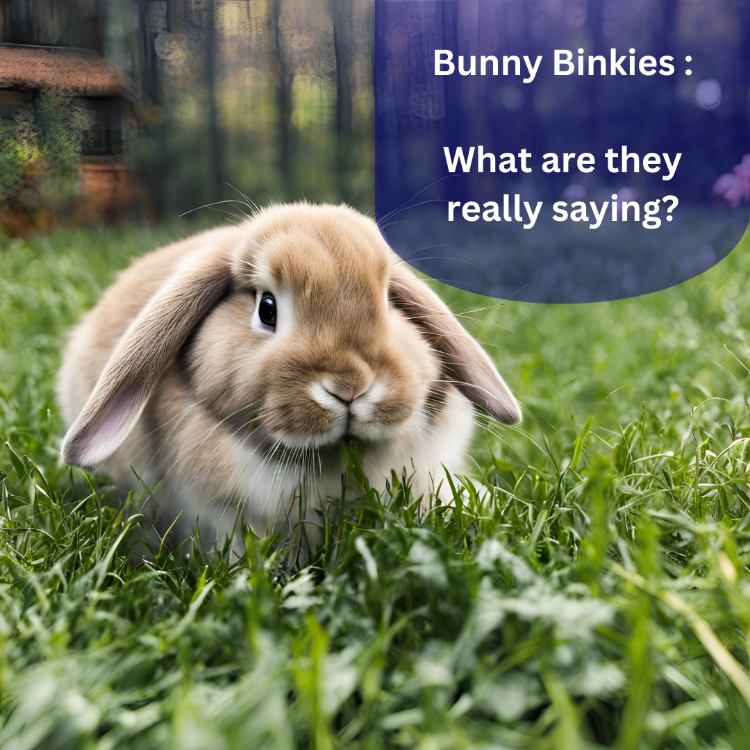 Bunny Binkies: What Are They Really Saying? – Budget Stockfeeds and Outdoor