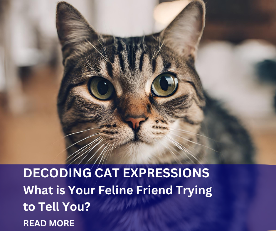 Decoding Cat Expressions: What is Your Feline Friend Trying to Tell You?