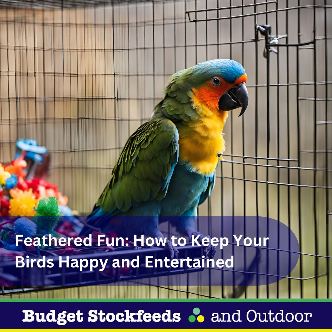 Feathered Fun: How to Keep Your Birds Happy and Entertained