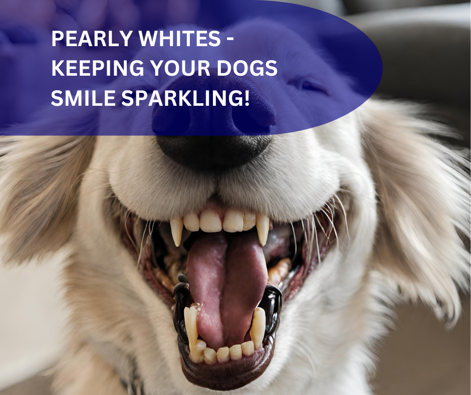 Pearly Whites: Keeping Your Dog's Smile Sparkling