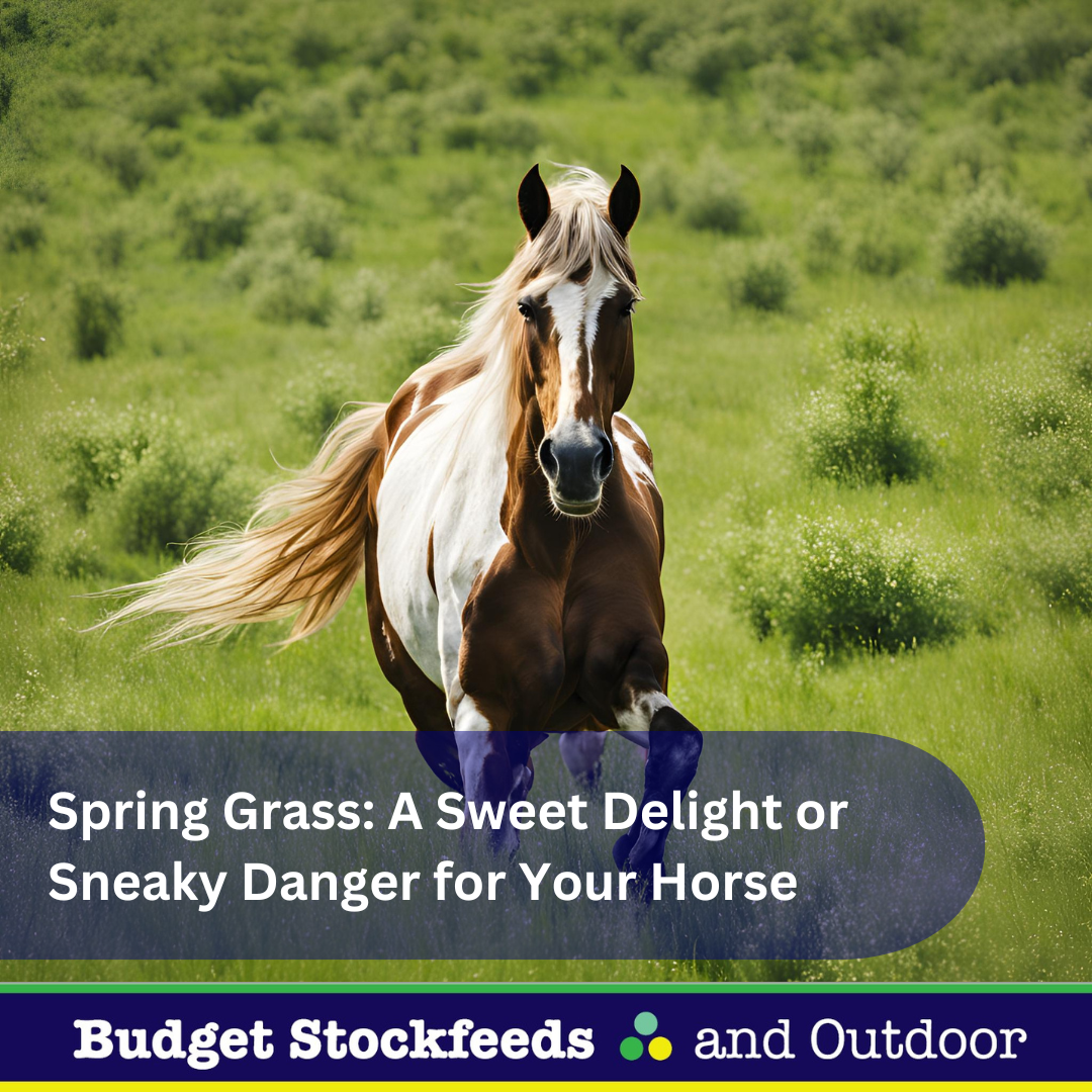 Spring Grass: A Sweet Delight or Sneaky Danger for Your Horse