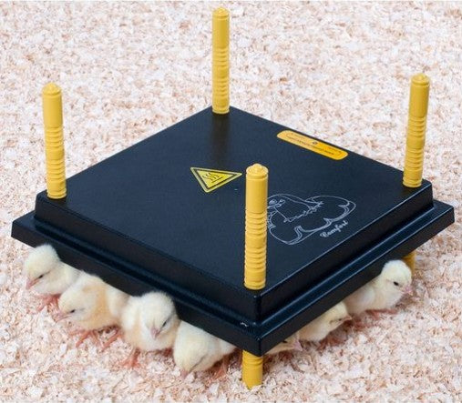 Chick Heating Plate