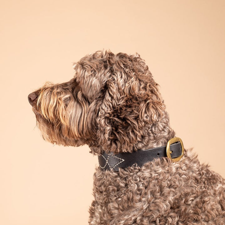 Rosie Collar