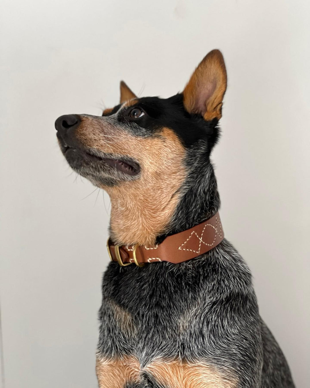 Rosie Collar