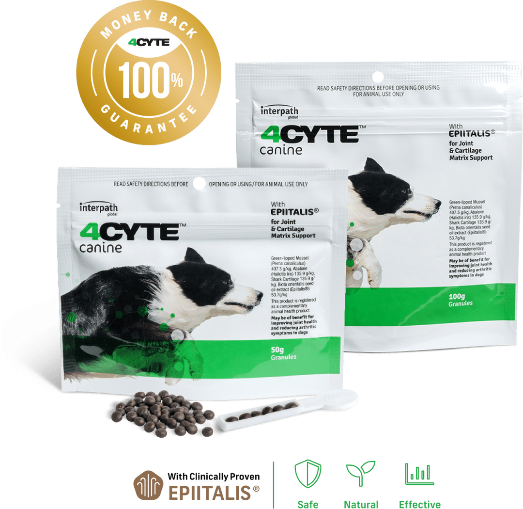 4Cyte Canine Epiitalis