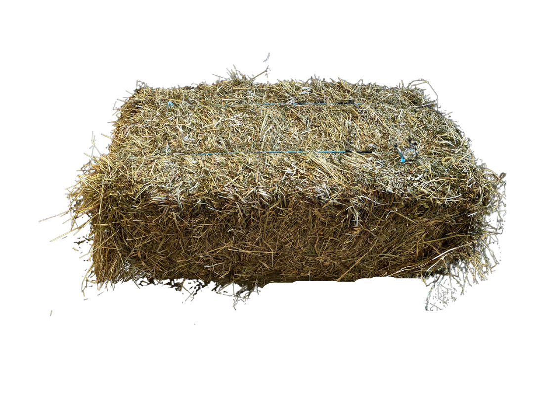 Northern Rye Grass Hay