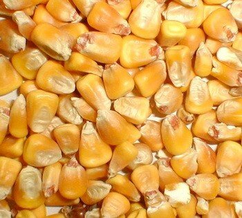 Whole Maize