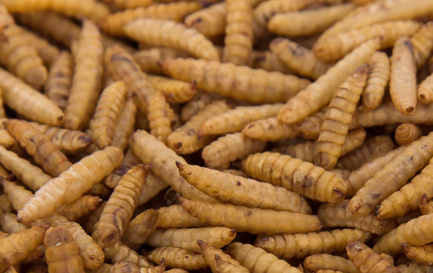 Chubby Dried Black Solider Fly Larvae
