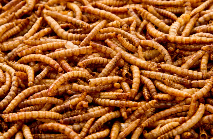 Chubby Mealworms