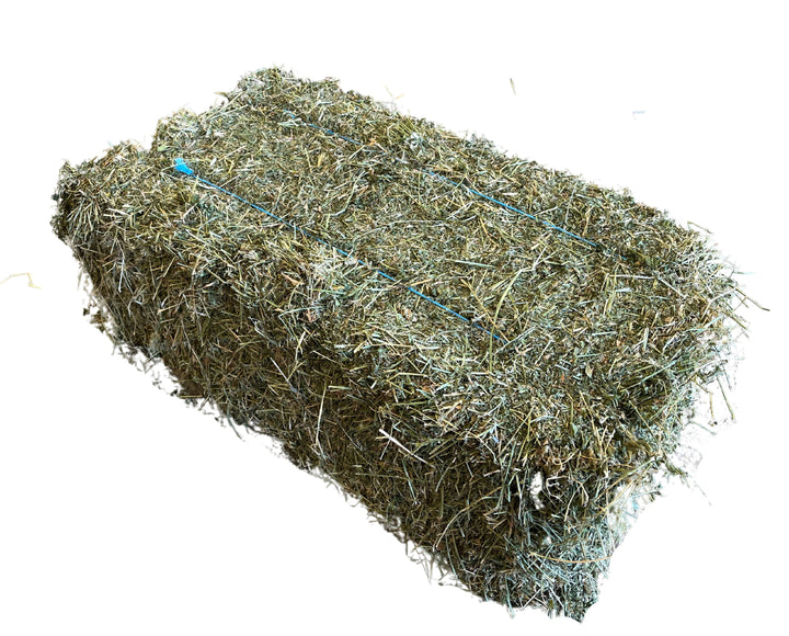 Lucerne Hay